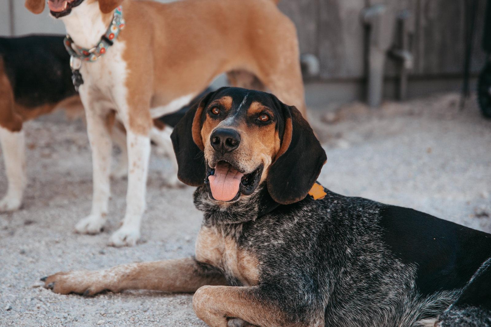 Enlarge Rory, a Adoptable Coonhound in Las Vegas, NV image 1/3