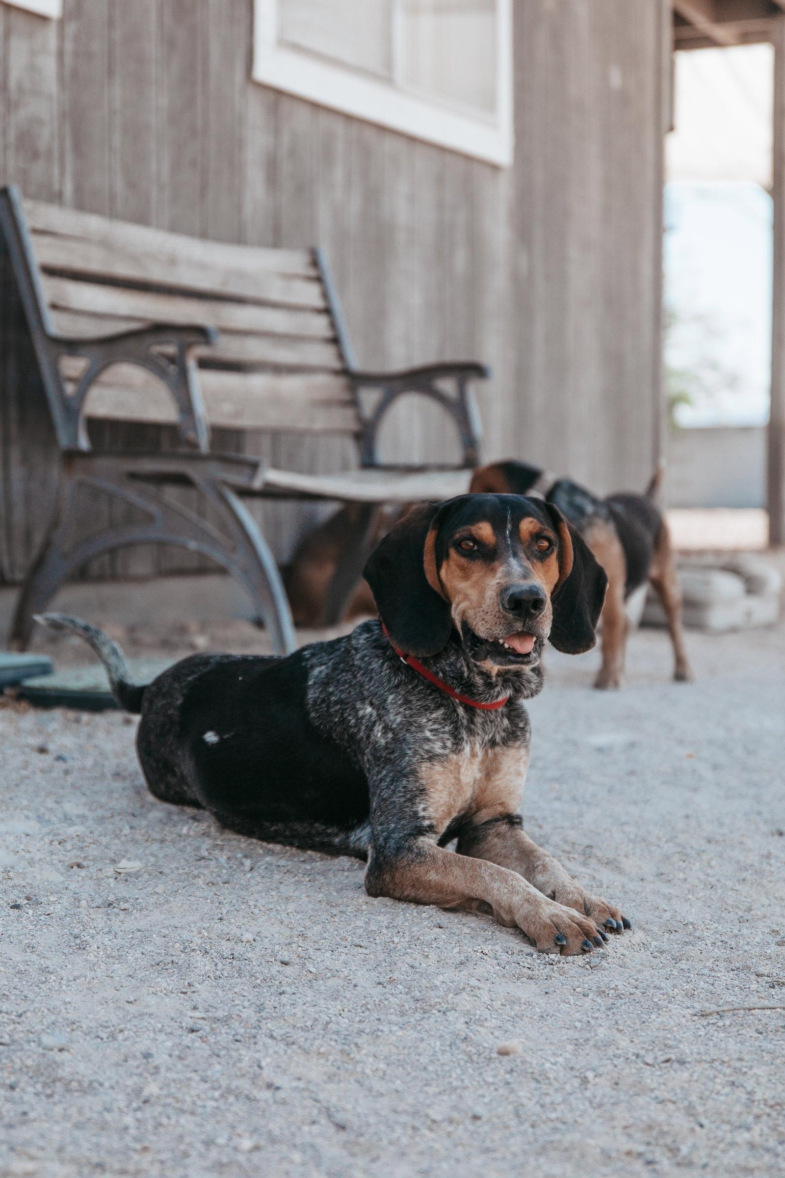 Enlarge Rory, a Adoptable Coonhound in Las Vegas, NV image 2/3