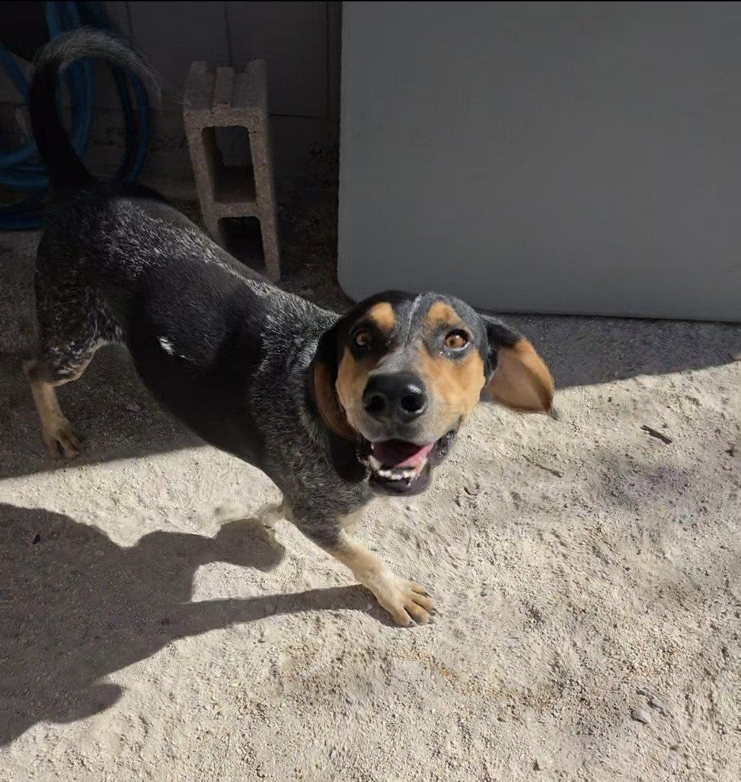 Enlarge Rory, a Adoptable Coonhound in Las Vegas, NV image 2/3