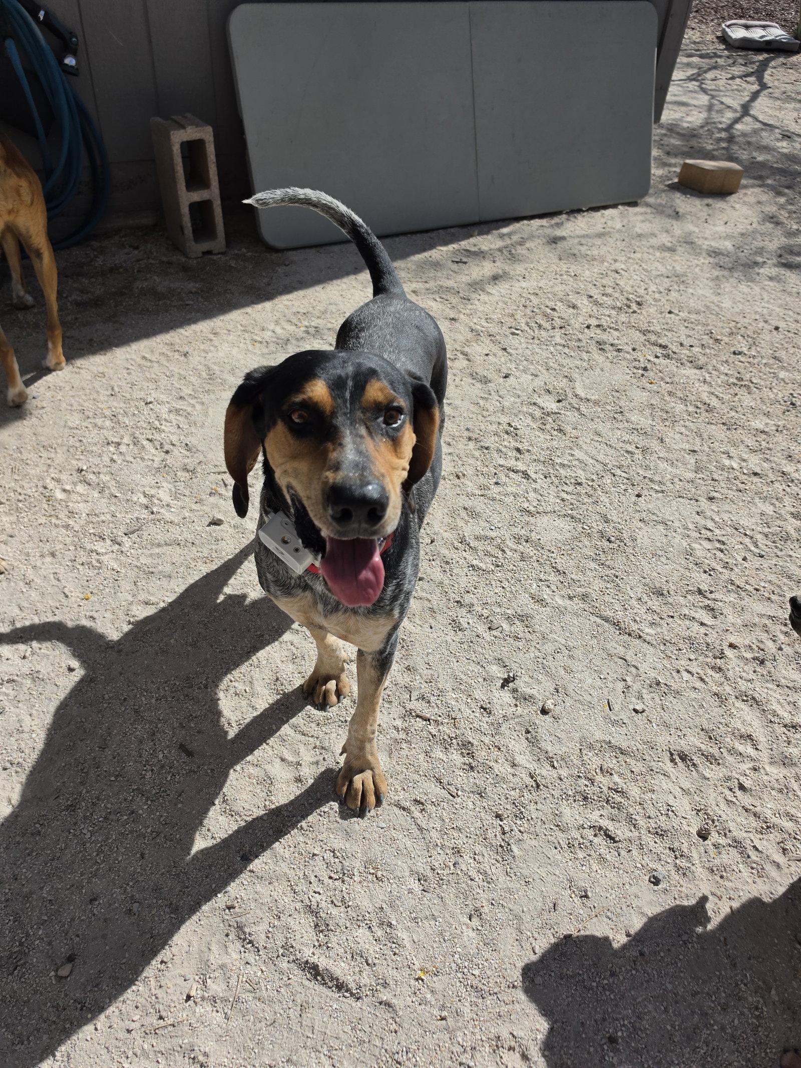 Enlarge Rory, a Adoptable Coonhound in Las Vegas, NV image 3/3