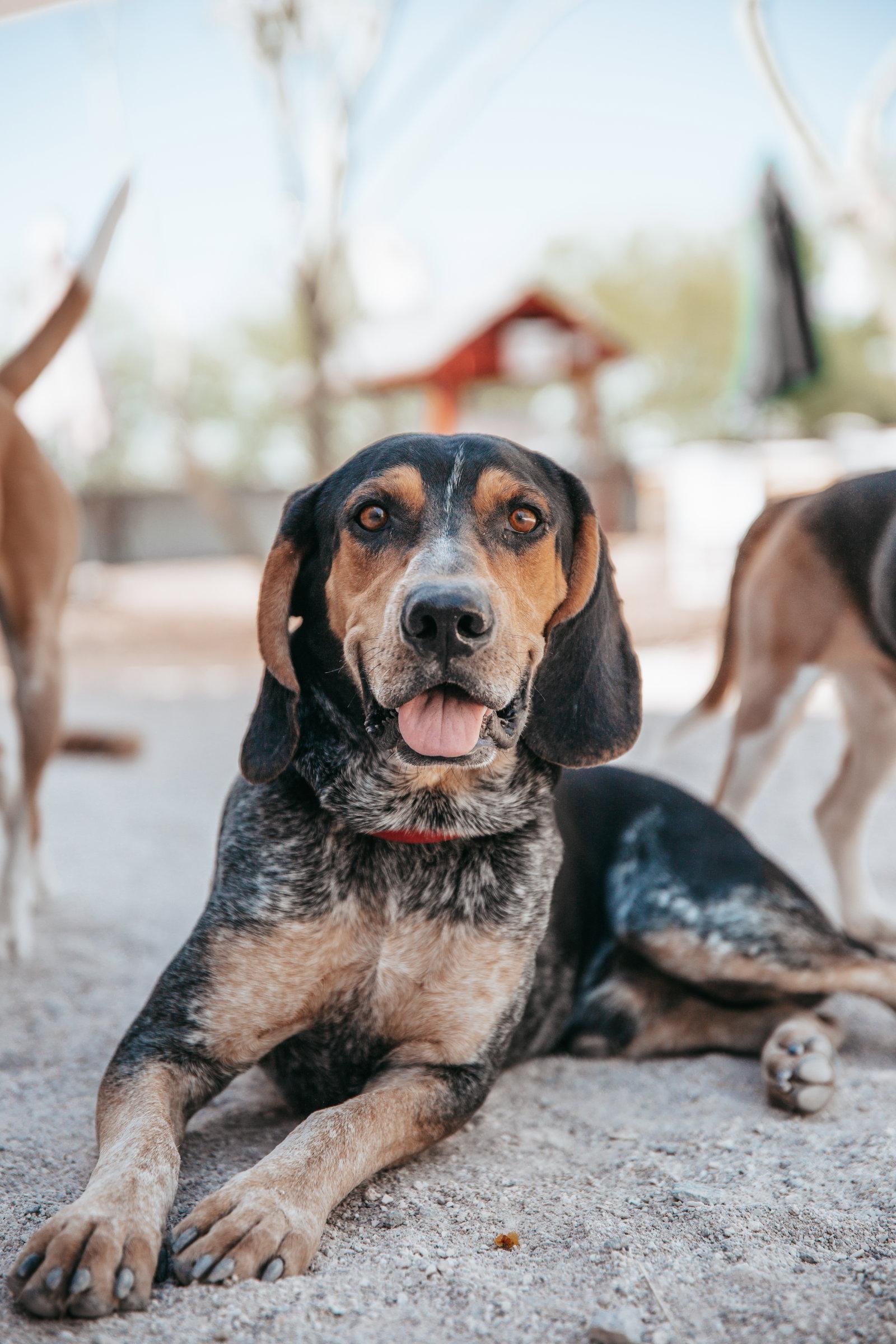 Enlarge Rory, a Adoptable Coonhound in Las Vegas, NV image 3/3