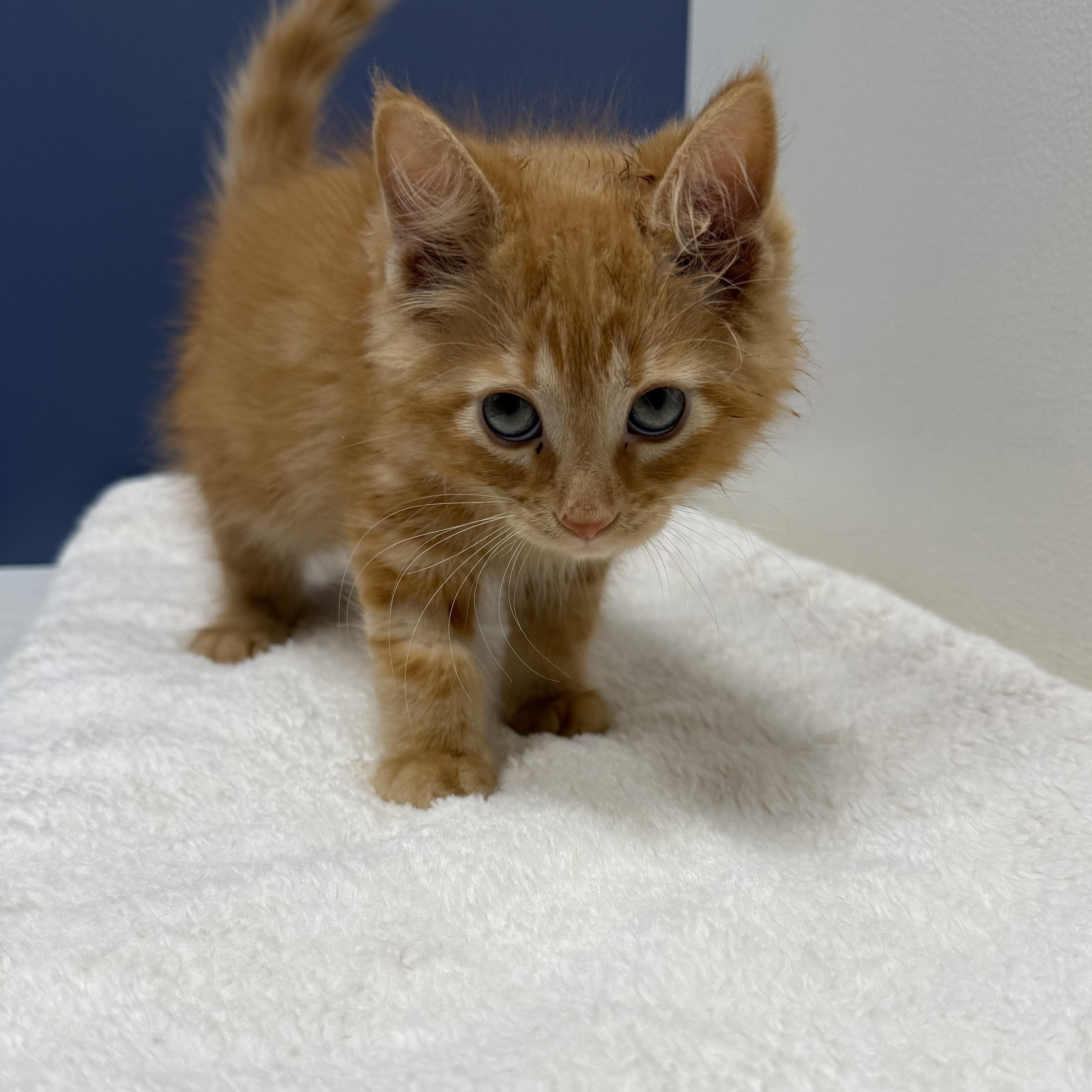 Ferdinand, a Adopted Domestic Short Hair in Crown Point, IN image 1/3