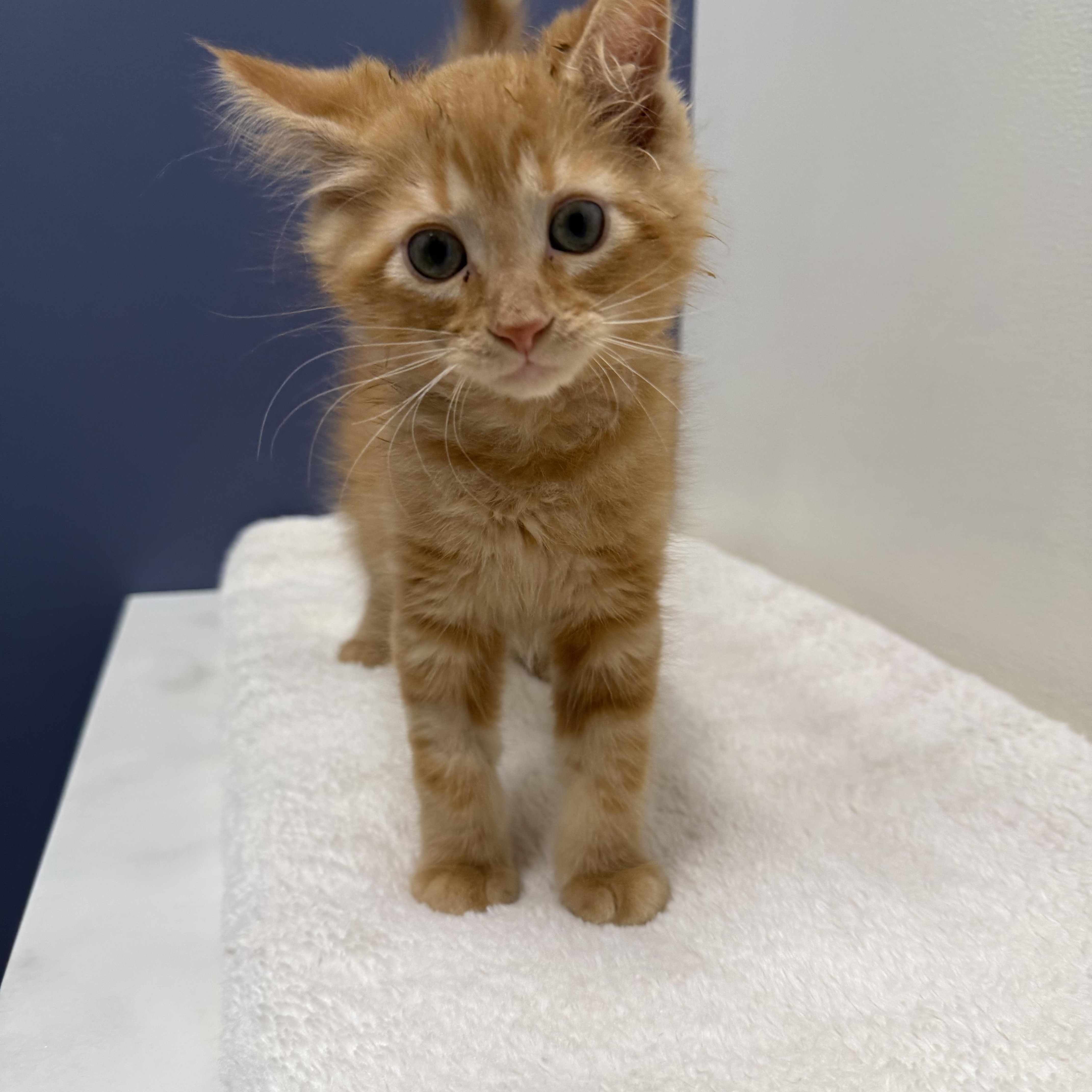 Ferdinand, a Adopted Domestic Short Hair in Crown Point, IN image 2/3