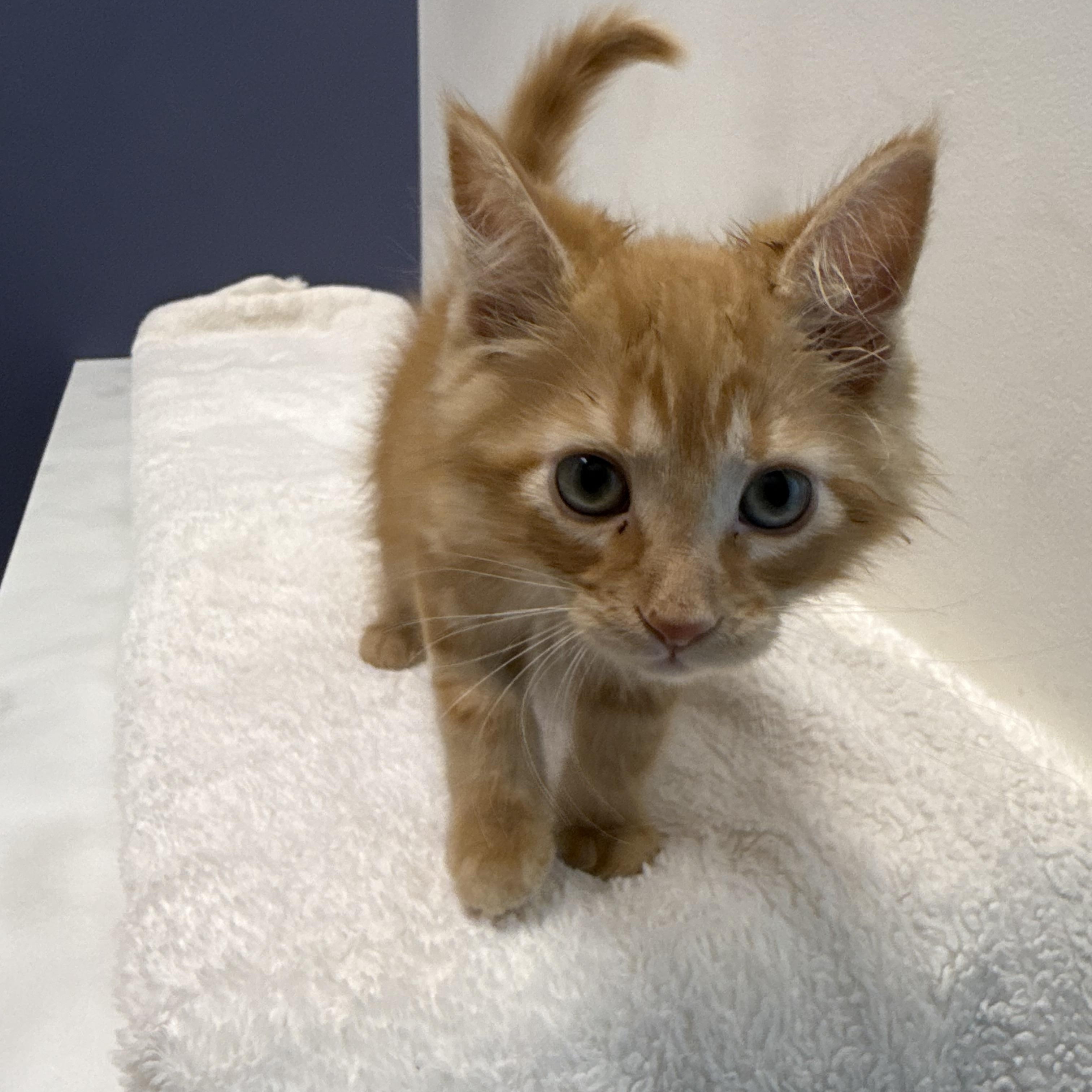 Ferdinand, a Adopted Domestic Short Hair in Crown Point, IN image 3/3