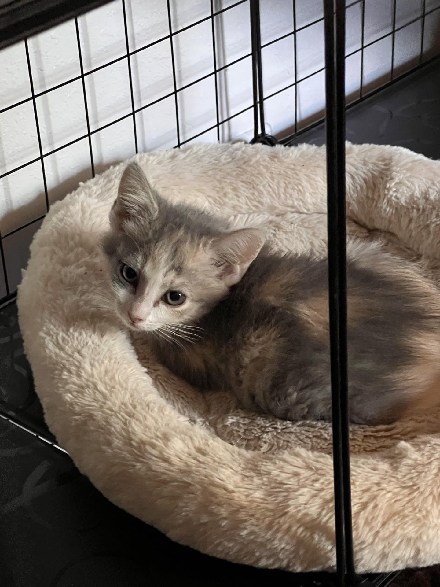 Snickerdoodle, a Adoptable Domestic Medium Hair in Reno, NV image 2/3