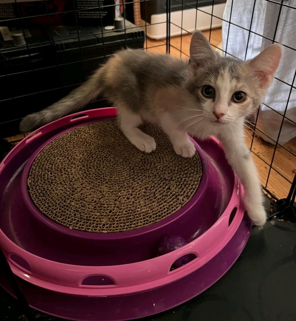 Snickerdoodle, a Adoptable Domestic Medium Hair in Reno, NV image 1/3