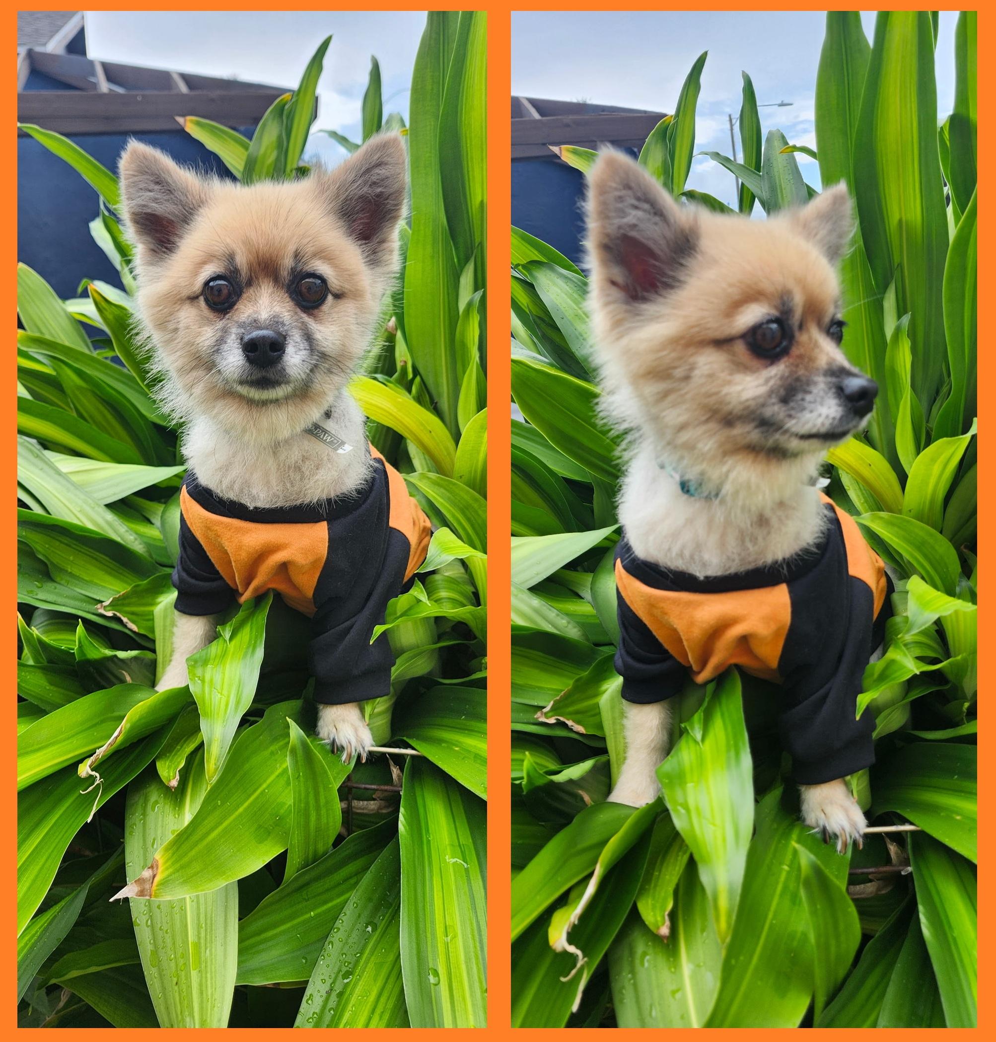 Enlarge Princess, a Adoptable Pomeranian in Orlando, FL image 3/6