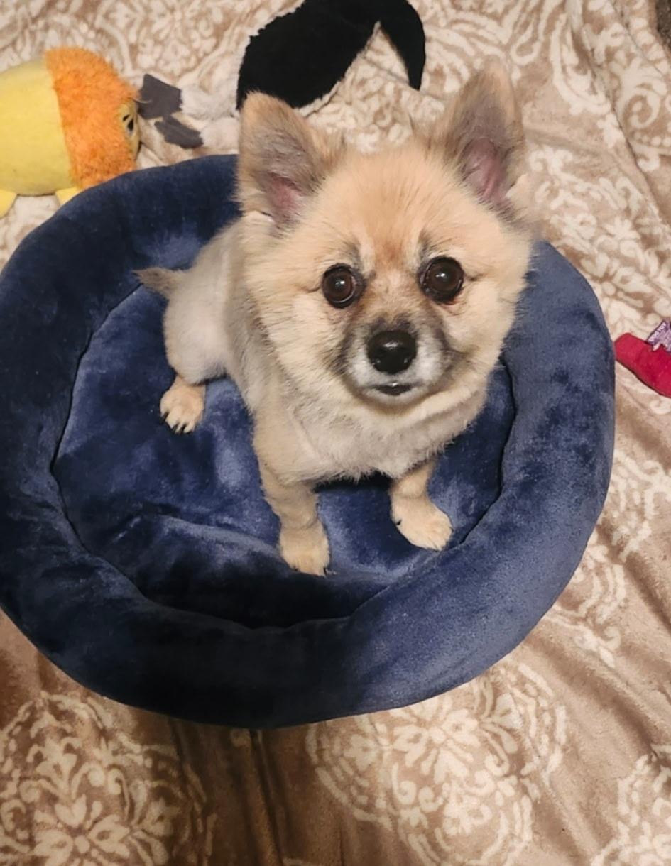 Enlarge Princess, a Adoptable Pomeranian in Orlando, FL image 4/5