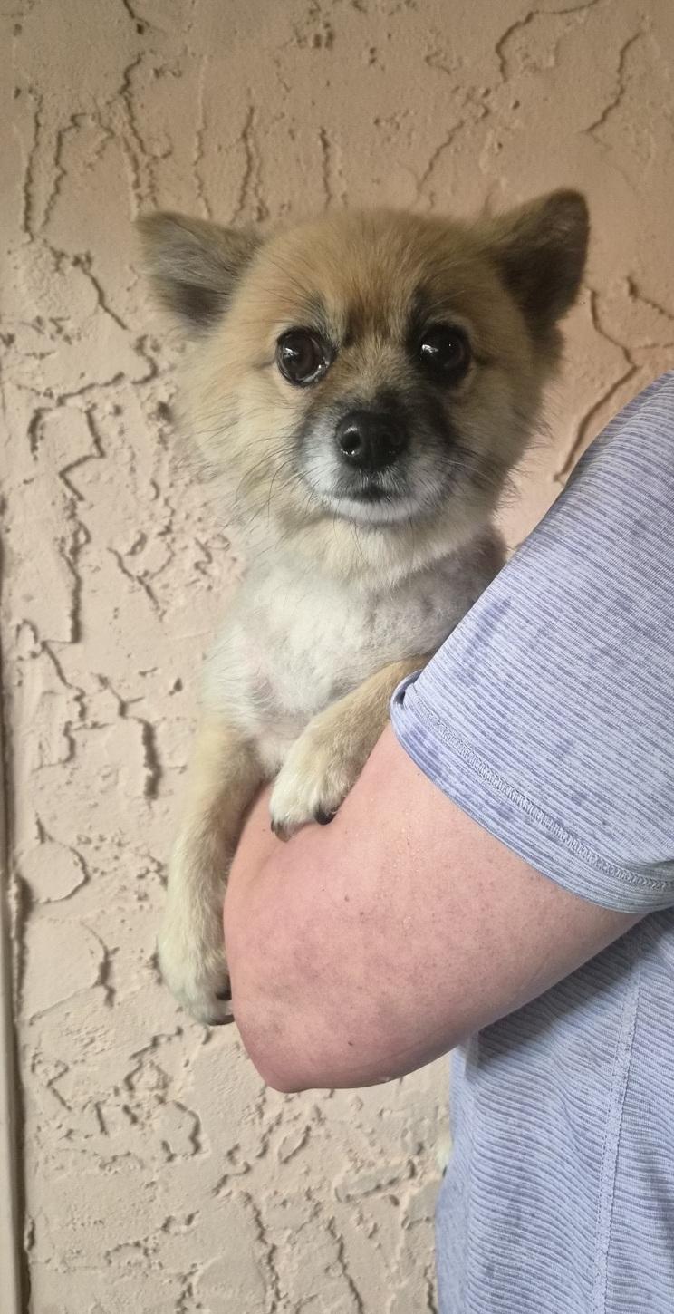 Princess, Adoptable, Adult Female Pomeranian.
