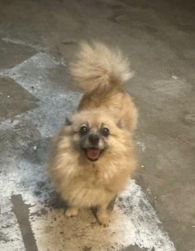 Enlarge Princess, a Adoptable Pomeranian in Orlando, FL image 6/6