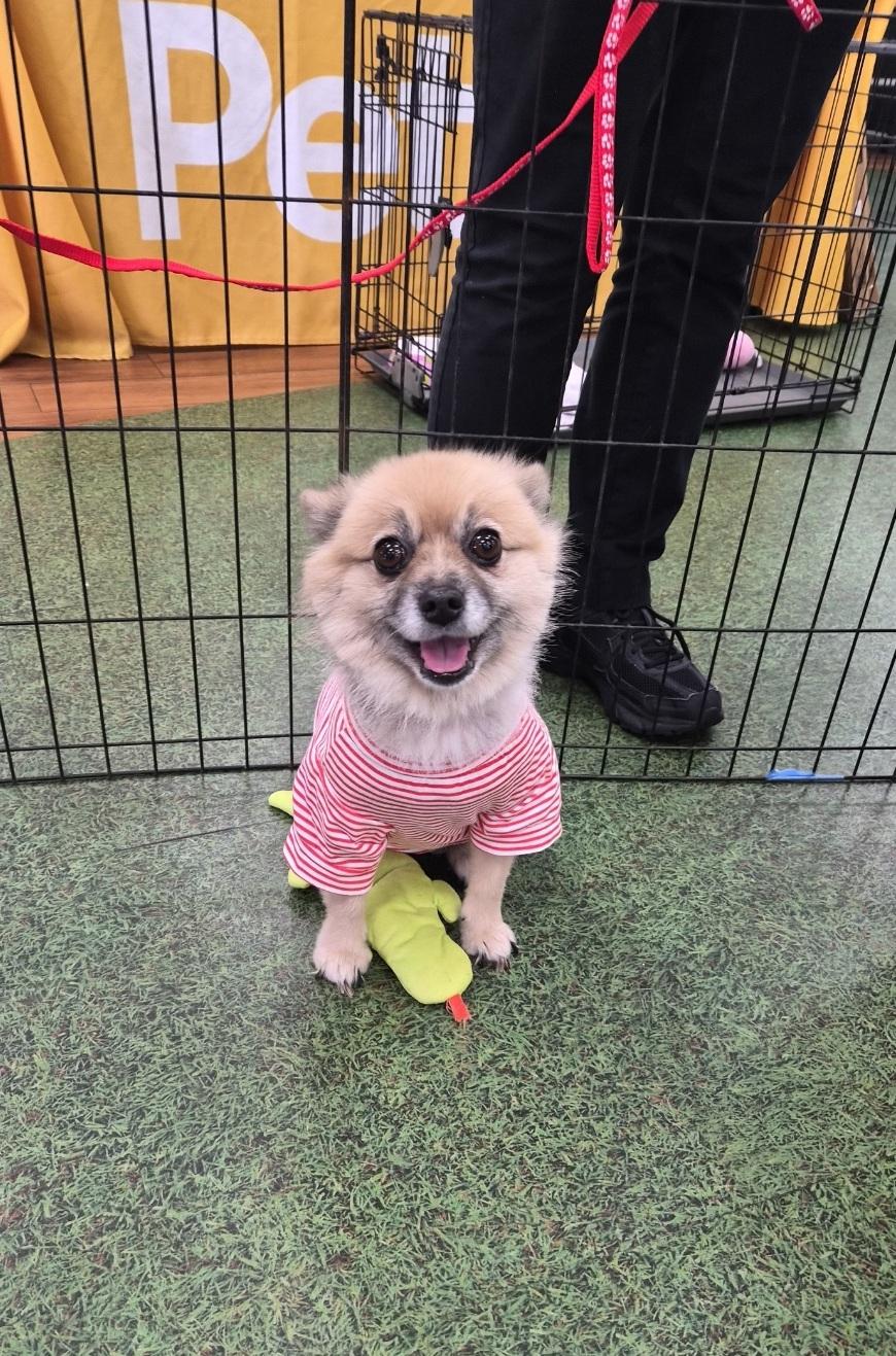 Princess, Adoptable, Adult Female Pomeranian.