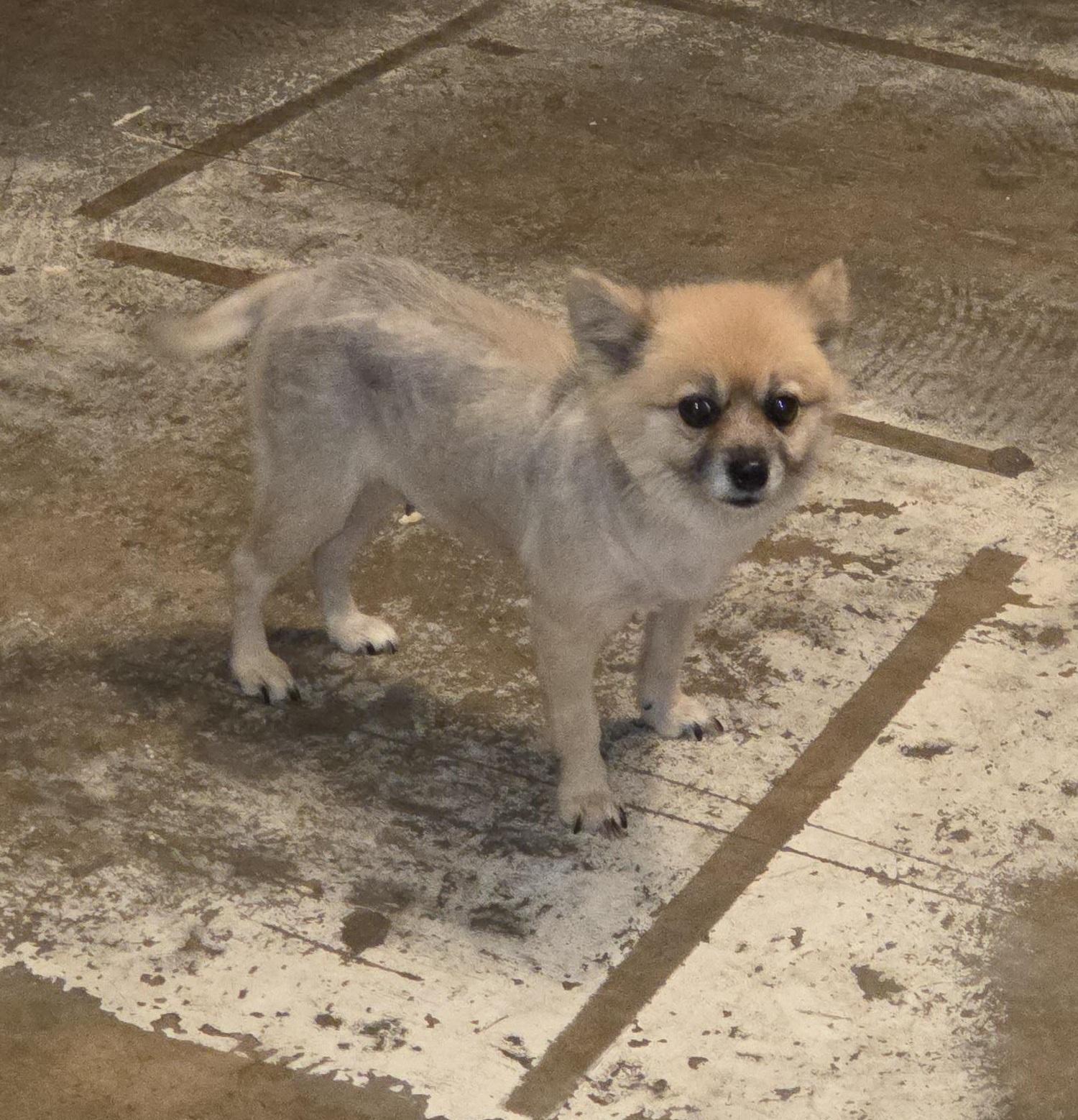 Enlarge Princess, a Adoptable Pomeranian in Orlando, FL image 2/5