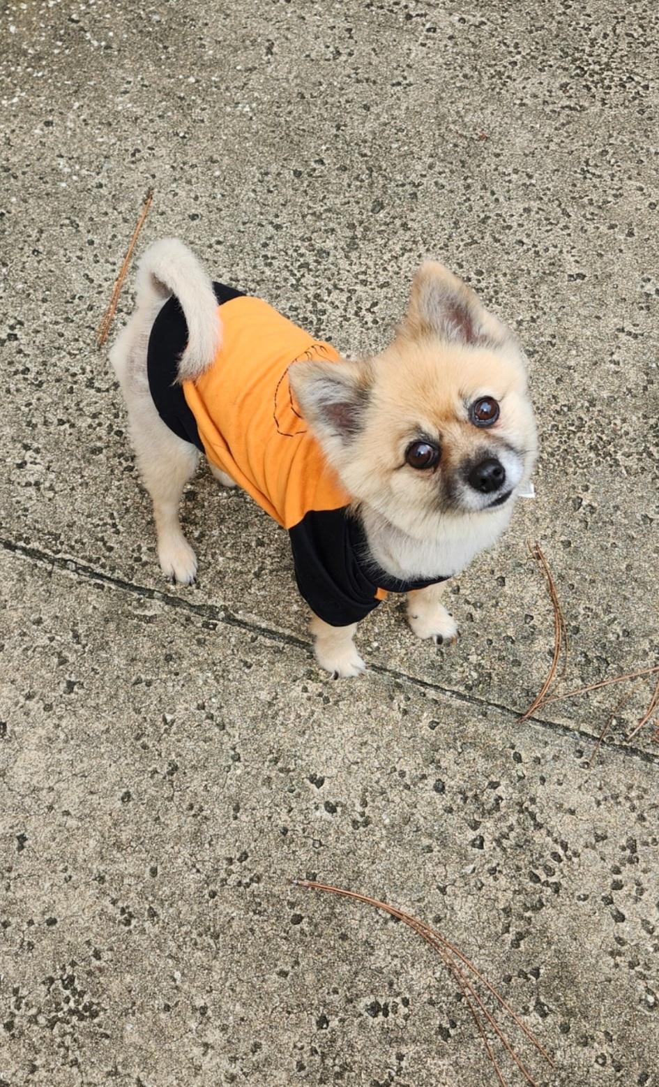 Enlarge Princess, a Adoptable Pomeranian in Orlando, FL image 2/6