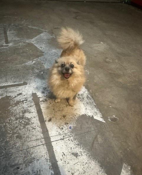 Enlarge Princess, a Adoptable Pomeranian in Orlando, FL image 5/5
