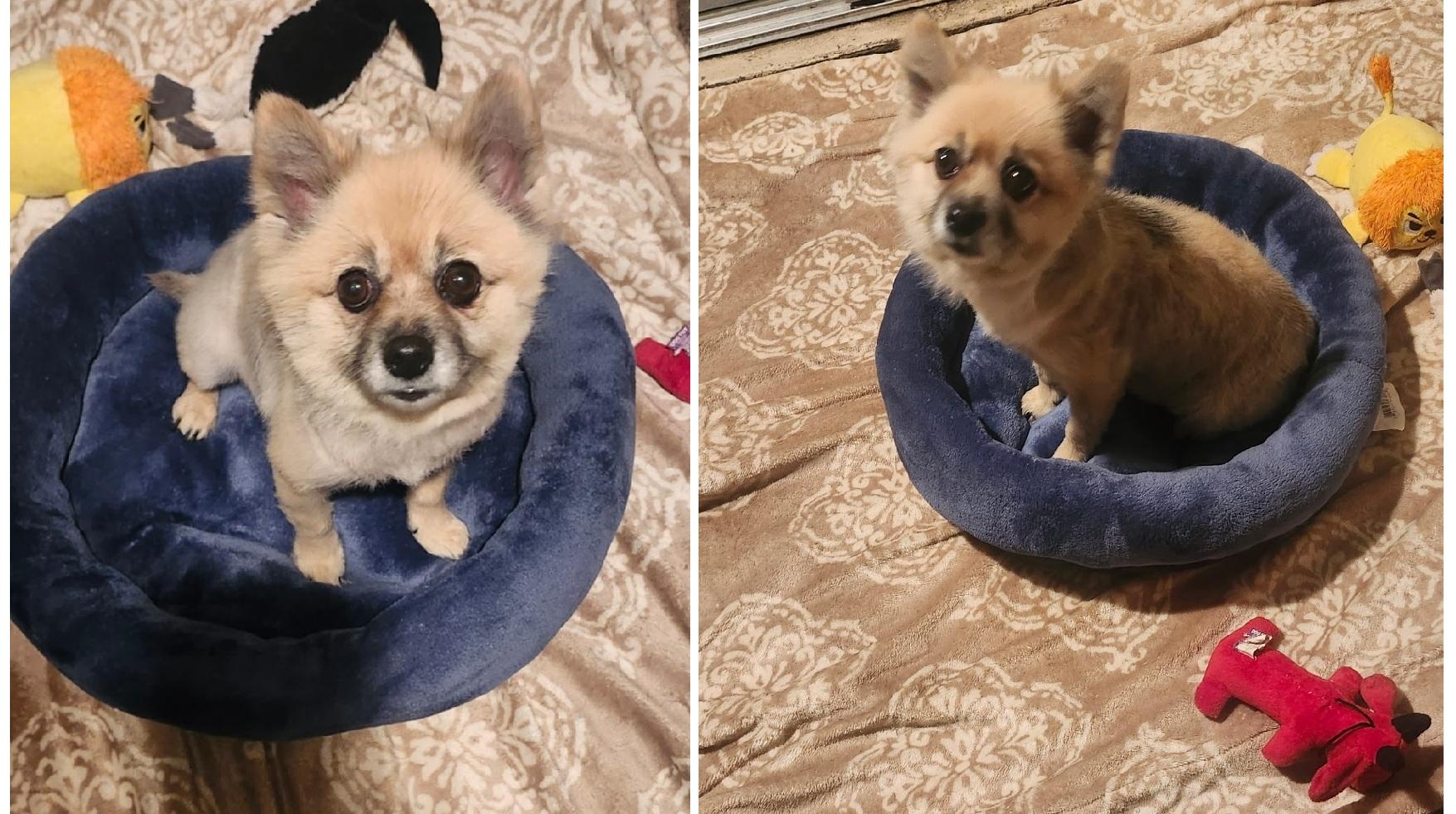 Enlarge Princess, a Adoptable Pomeranian in Orlando, FL image 4/6