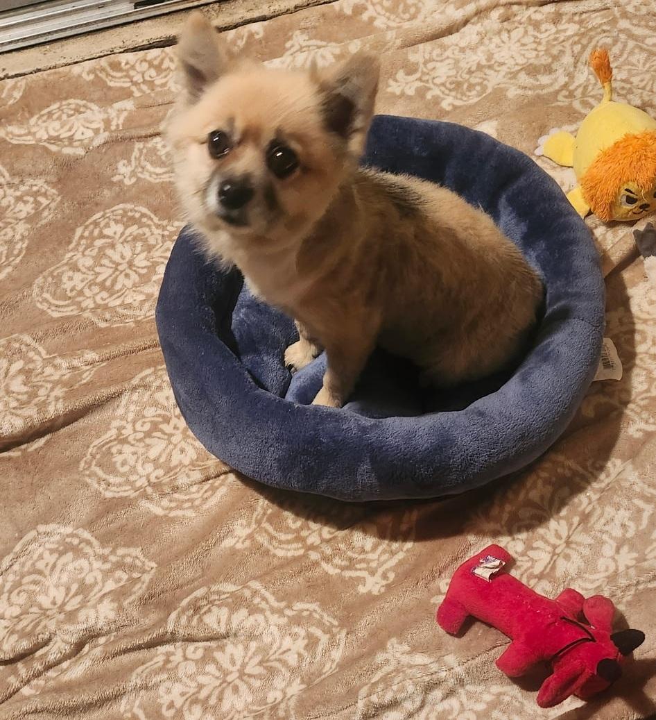 Enlarge Princess, a Adoptable Pomeranian in Orlando, FL image 3/5