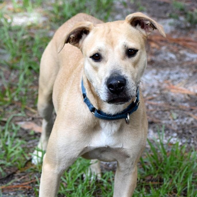 Dawn & Honey, ADOPTABLE, Adult Female Black Mouth Cur.