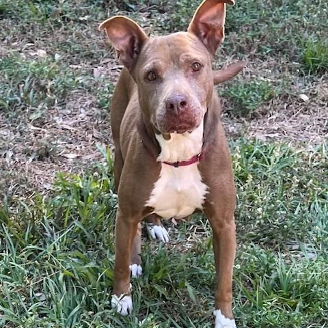 Dawn & Honey, a ADOPTABLE Black Mouth Cur in Palm City, FL image 2/3