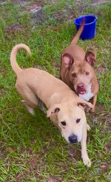 Dawn & Honey, a ADOPTABLE Black Mouth Cur in Palm City, FL image 3/3