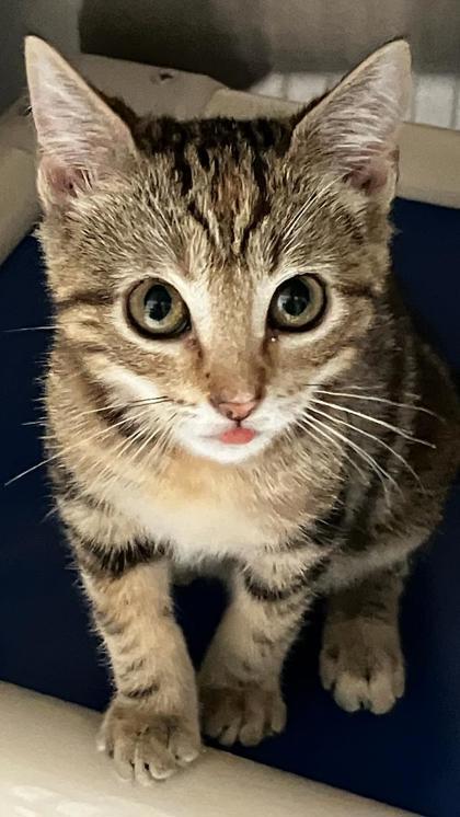 Jellyfish, Adoptable, Kitten Female Domestic Short Hair & Domestic Short Hair.