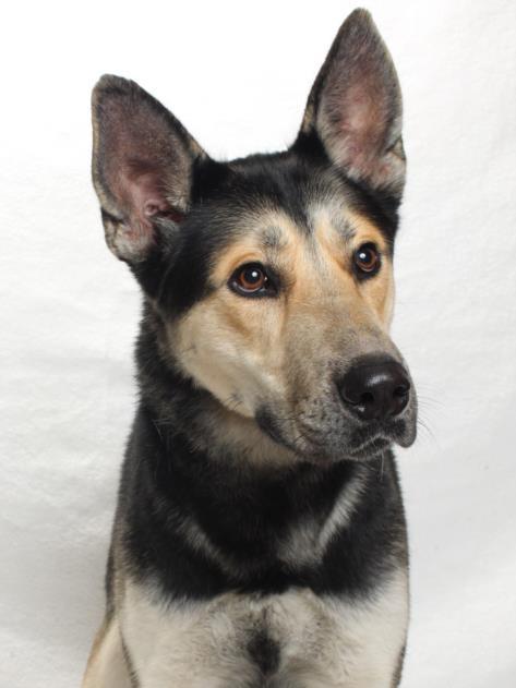 WHISKEY, Adoptable, Young Male German Shepherd Dog & Siberian Husky.