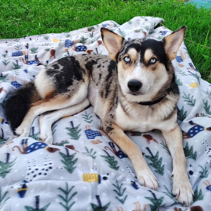 Skyla, adopted, Young Female Husky & Catahoula Leopard Dog.