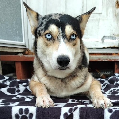 Enlarge Skyla, an adopted mixed breed in Burnsville, MN image 6/6