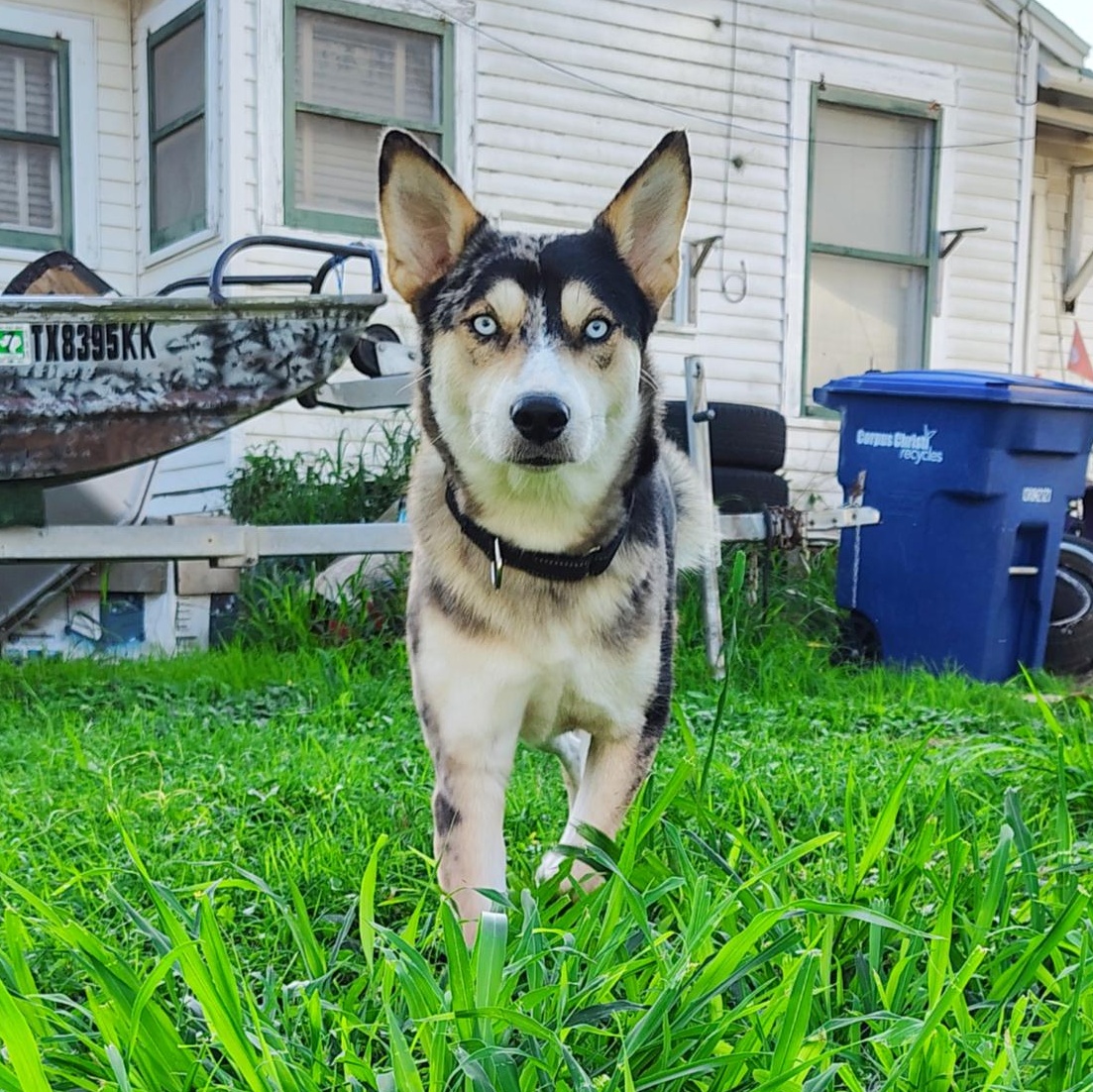Enlarge Skyla, an adopted mixed breed in Burnsville, MN image 4/6