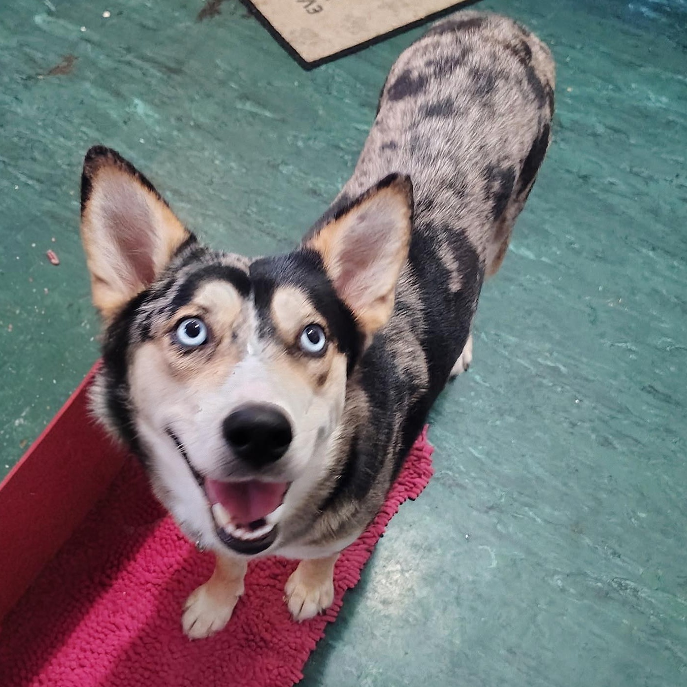 Enlarge Skyla, an adopted mixed breed in Burnsville, MN image 5/6