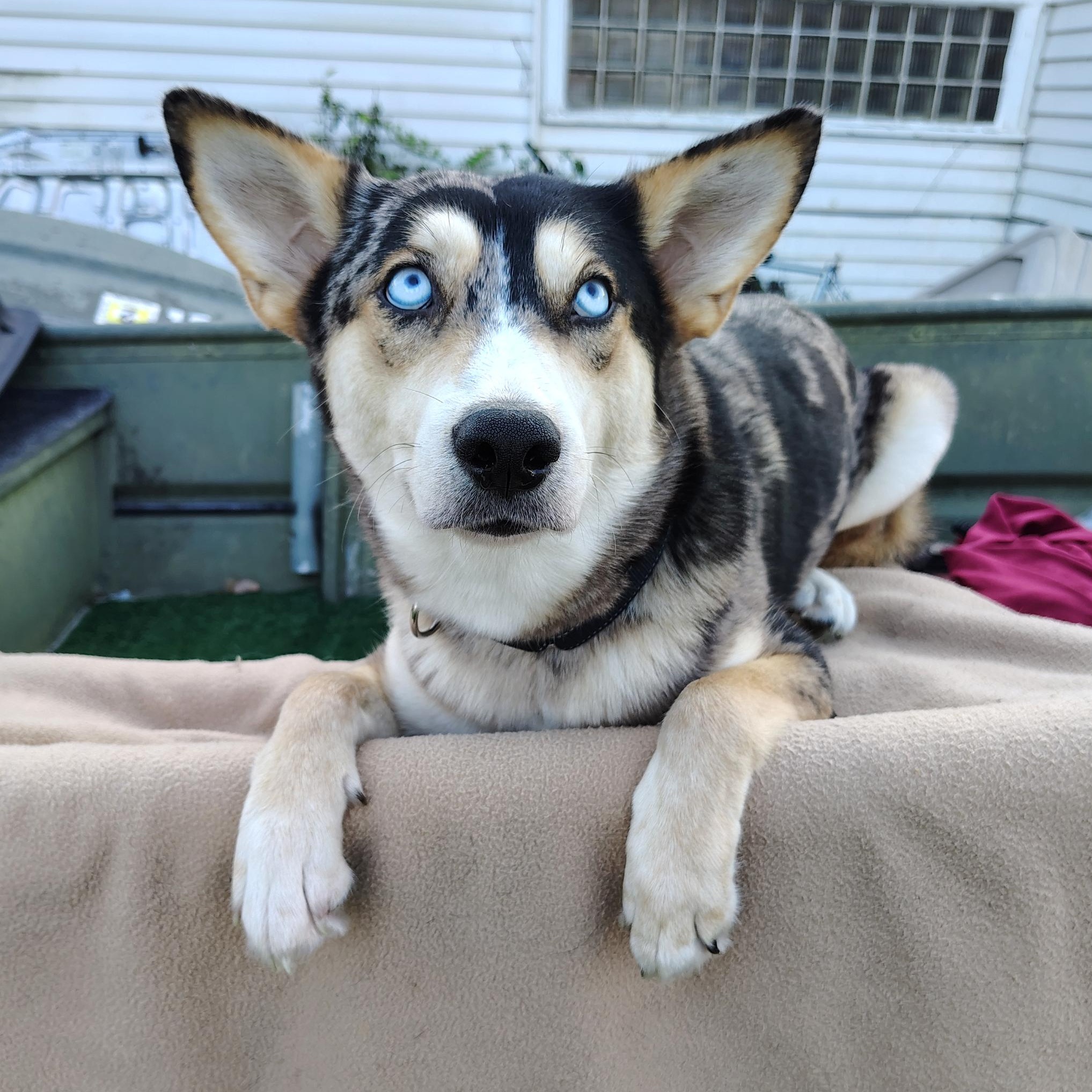 Enlarge Skyla, an adopted mixed breed in Burnsville, MN image 3/6