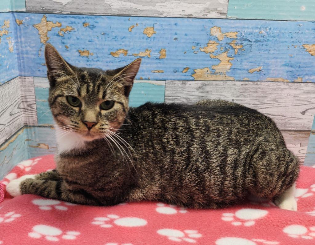 Gingerbread, Adoptable, Young Female Domestic Short Hair.