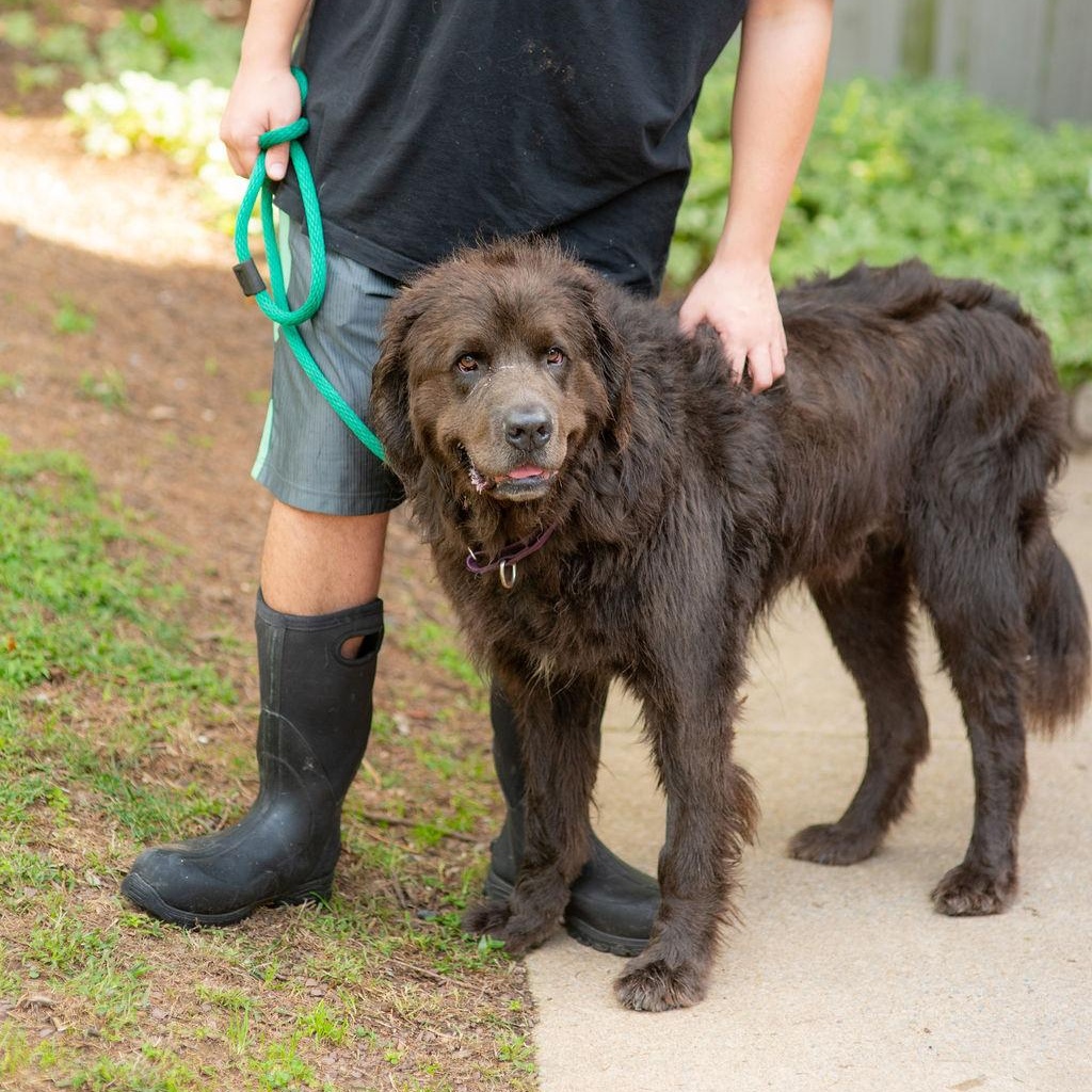 Enlarge BigBubba, a Adoptable Newfoundland Dog in Chester Springs, PA image 3/6