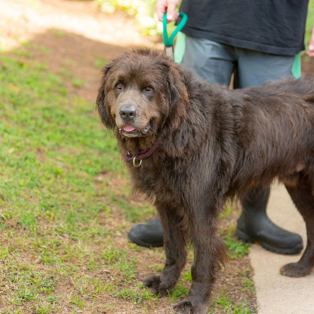 Enlarge BigBubba, a Adoptable Newfoundland Dog in Chester Springs, PA image 2/6