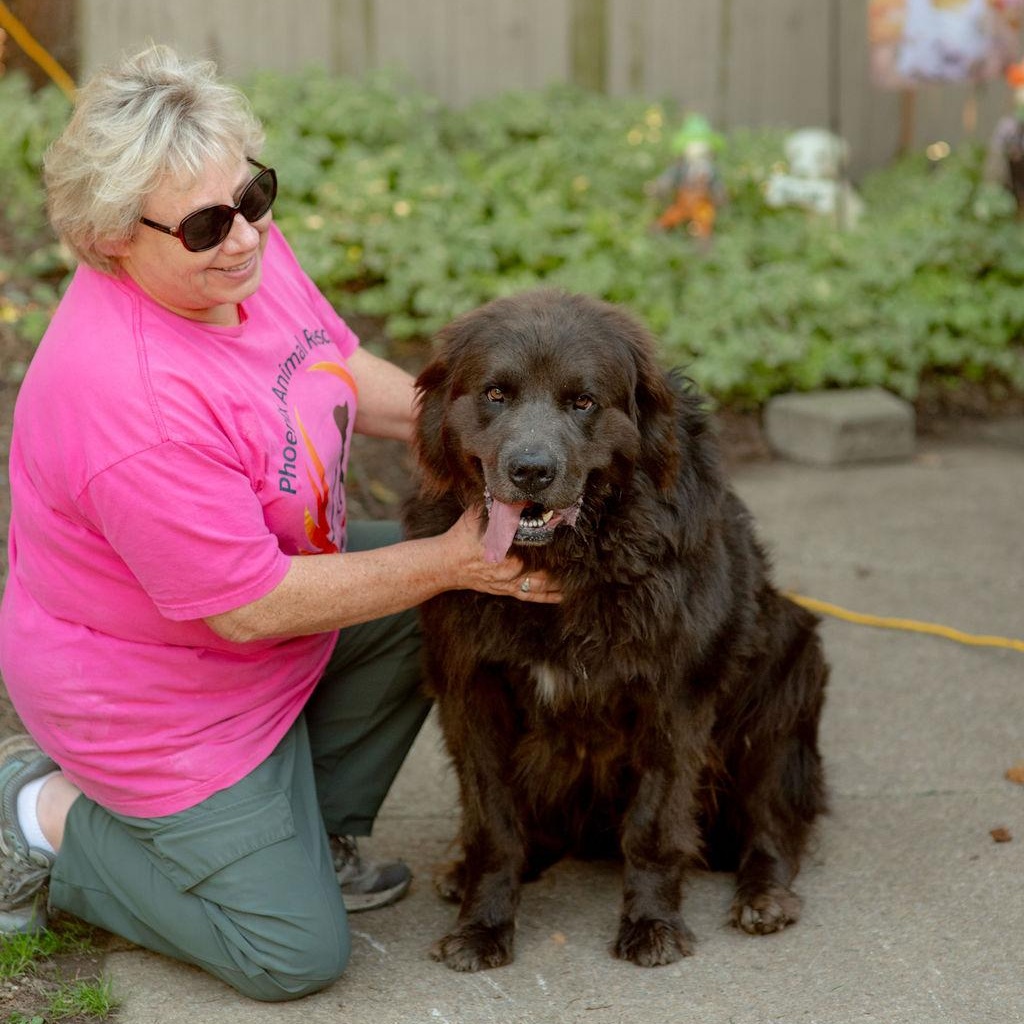 BigBubba, Adoptable, Adult Male Newfoundland Dog.