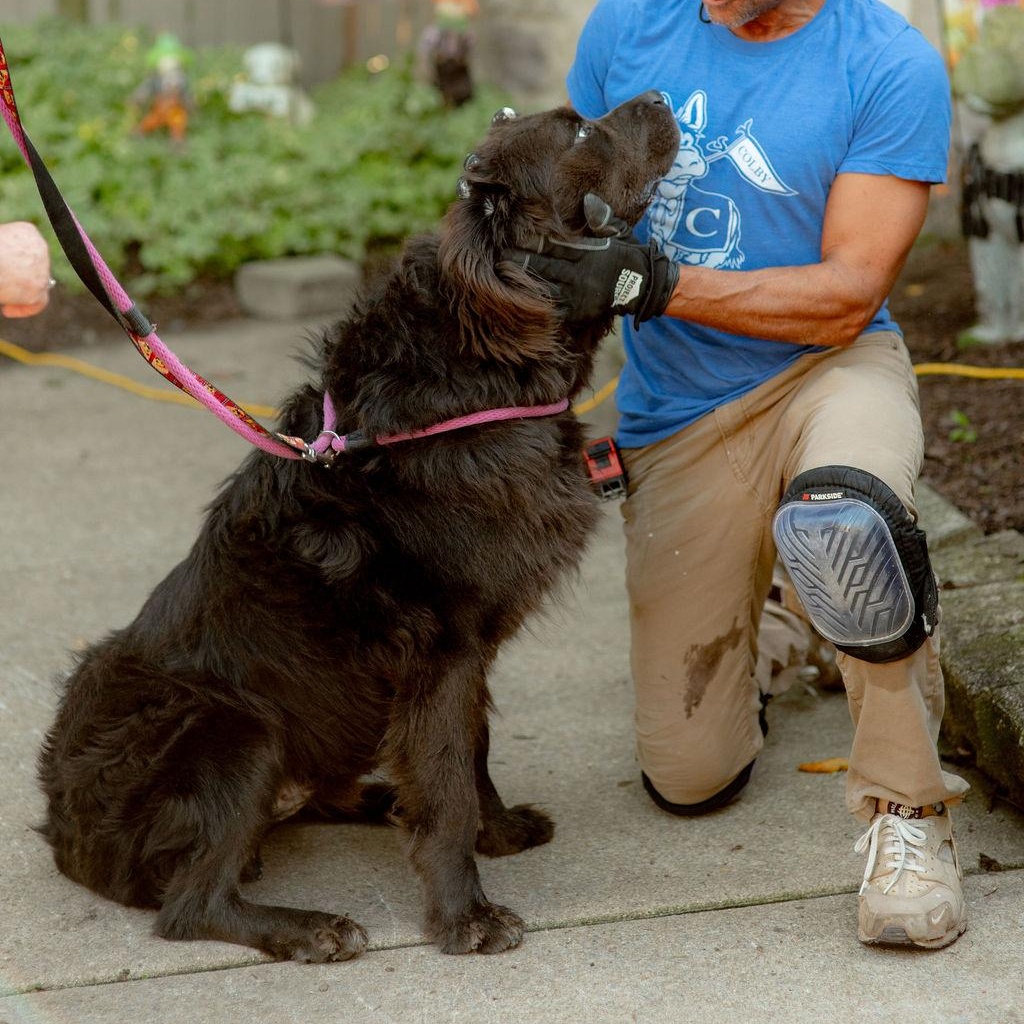 Enlarge BigBubba, a Adoptable Newfoundland Dog in Chester Springs, PA image 5/6