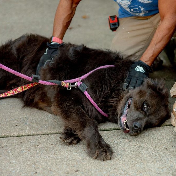 Enlarge BigBubba, a Adoptable Newfoundland Dog in Chester Springs, PA image 6/6