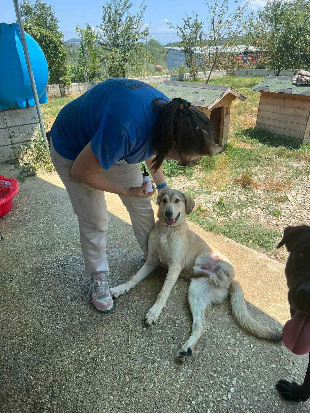 Tripod Helios, a Adoptable mixed breed in New York, NY image 3/6