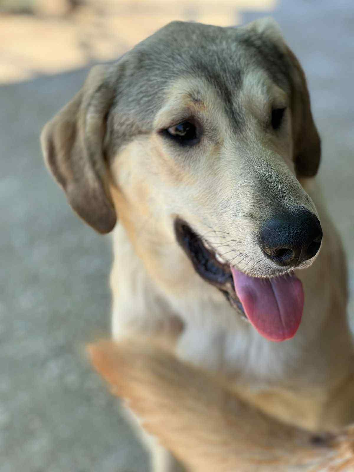 Tripod Helios, a Adoptable mixed breed in New York, NY image 4/6