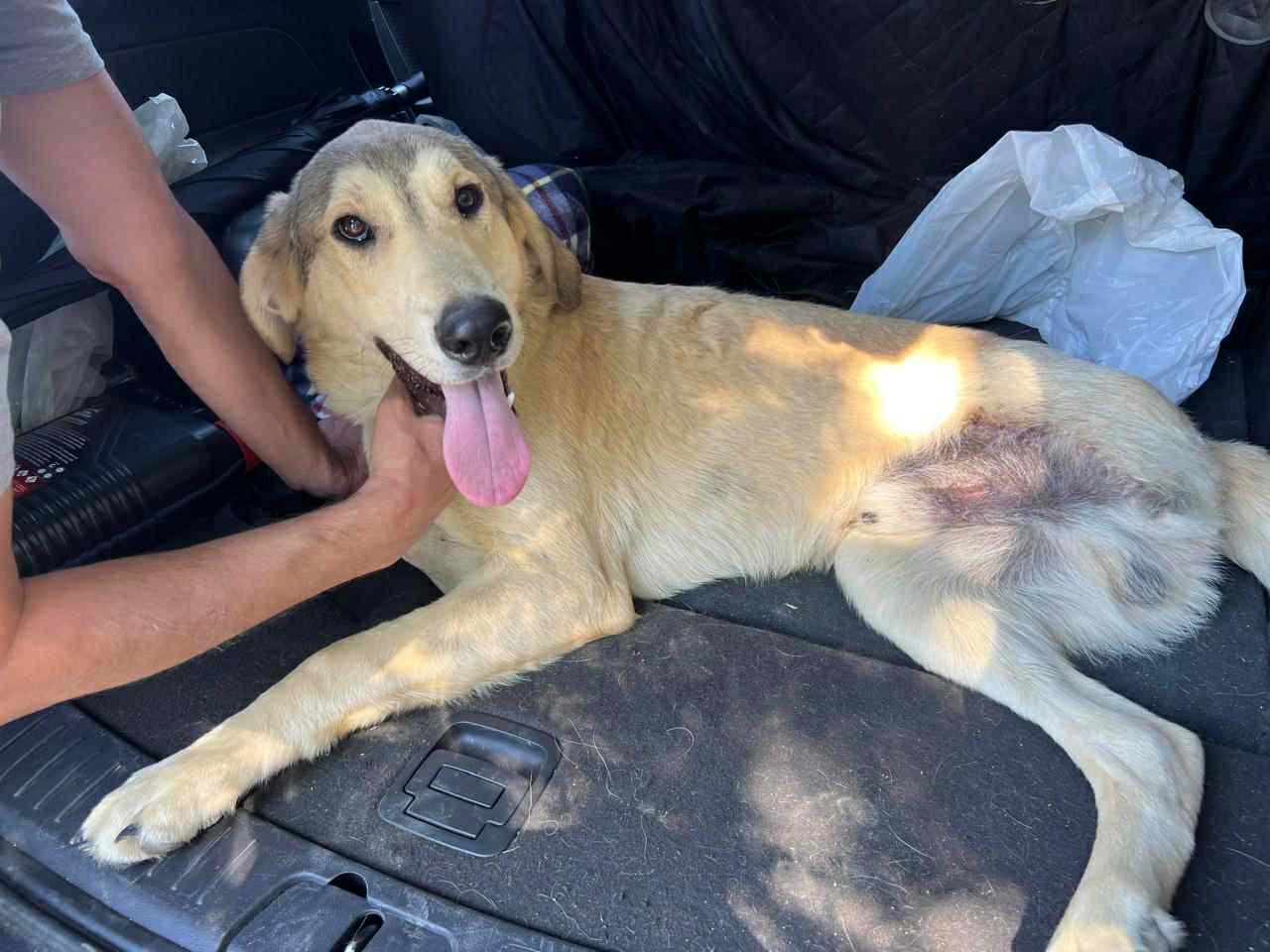 Tripod Helios, a Adoptable mixed breed in New York, NY image 2/6