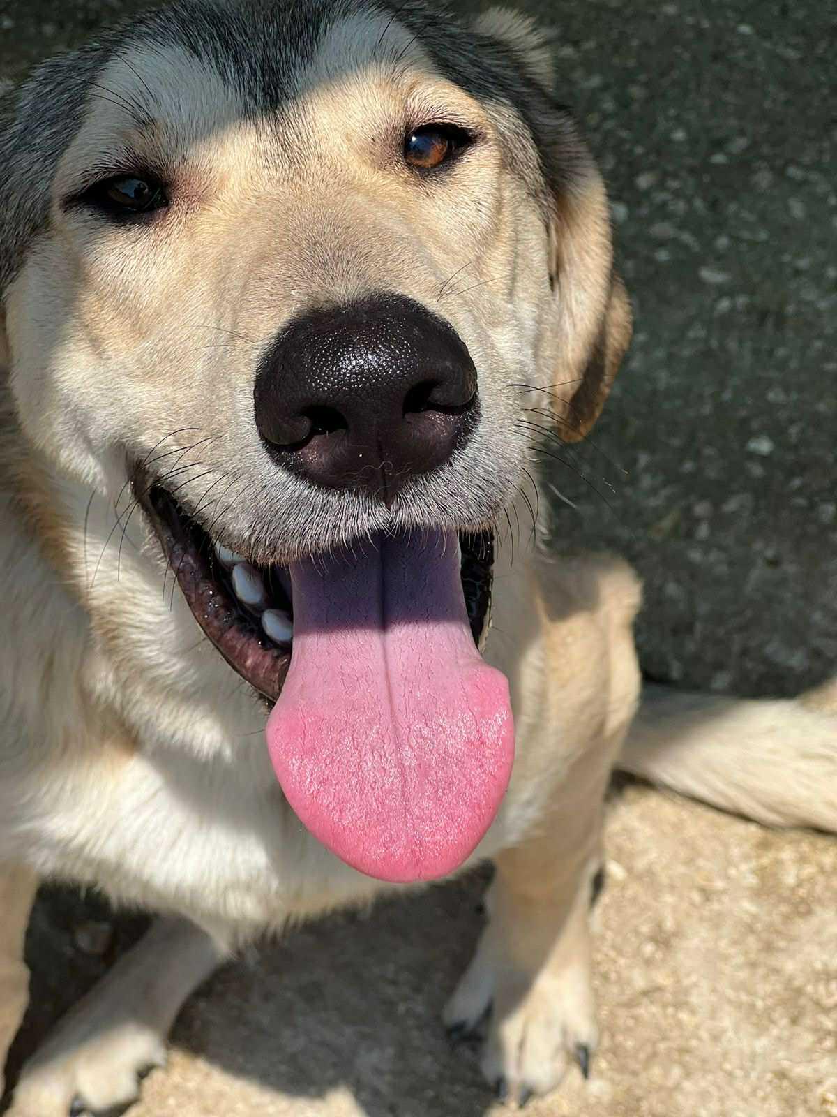 Tripod Helios, a Adoptable mixed breed in New York, NY image 5/6