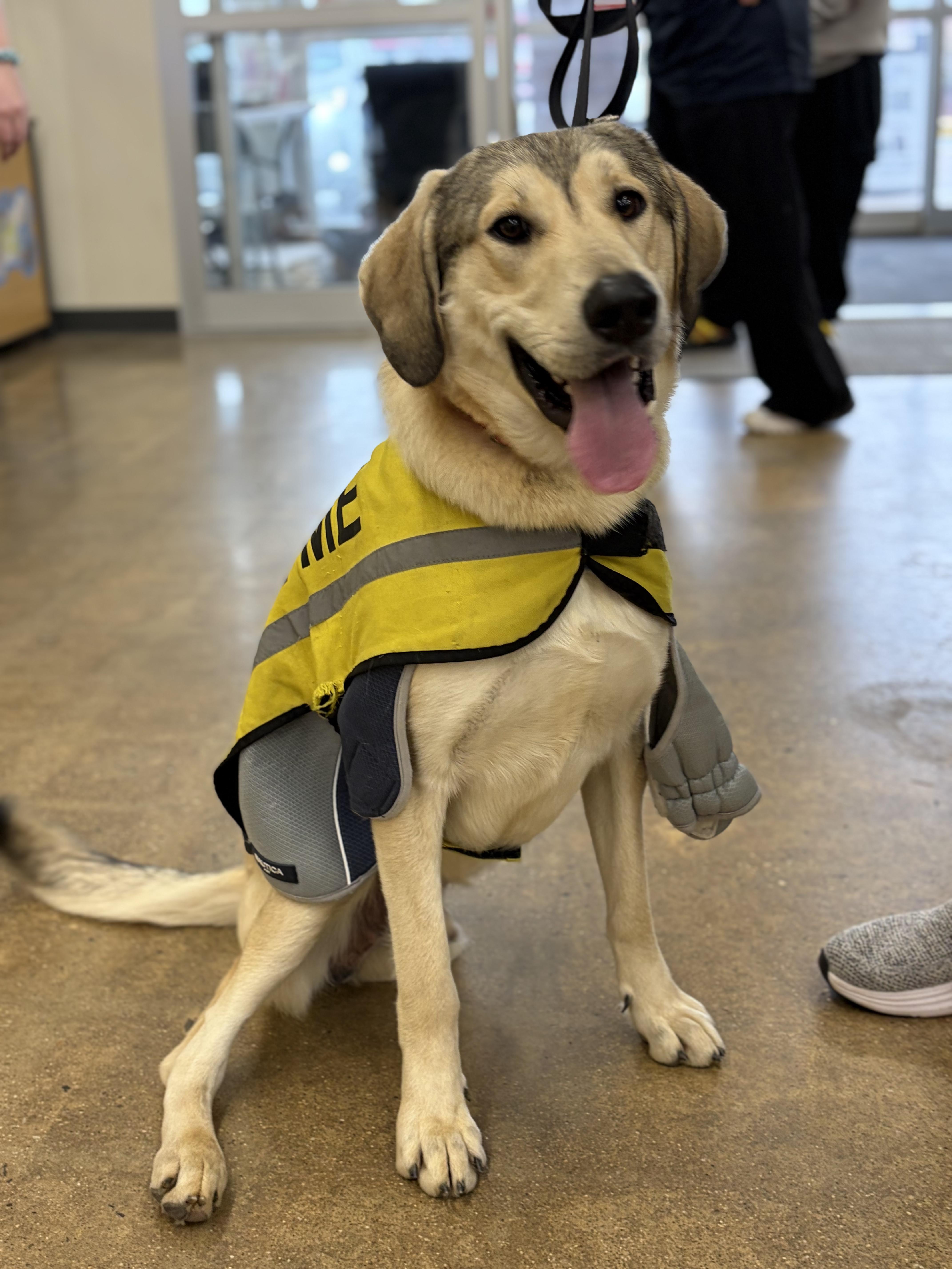 Tripod Helios, Adoptable, Young Male Anatolian Shepherd & Hound.