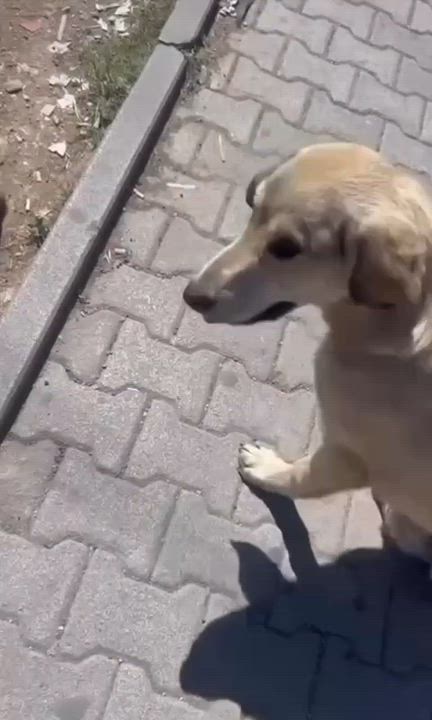 Enlarge Tripod Helios, a Adoptable mixed breed in New York, NY video 6/6