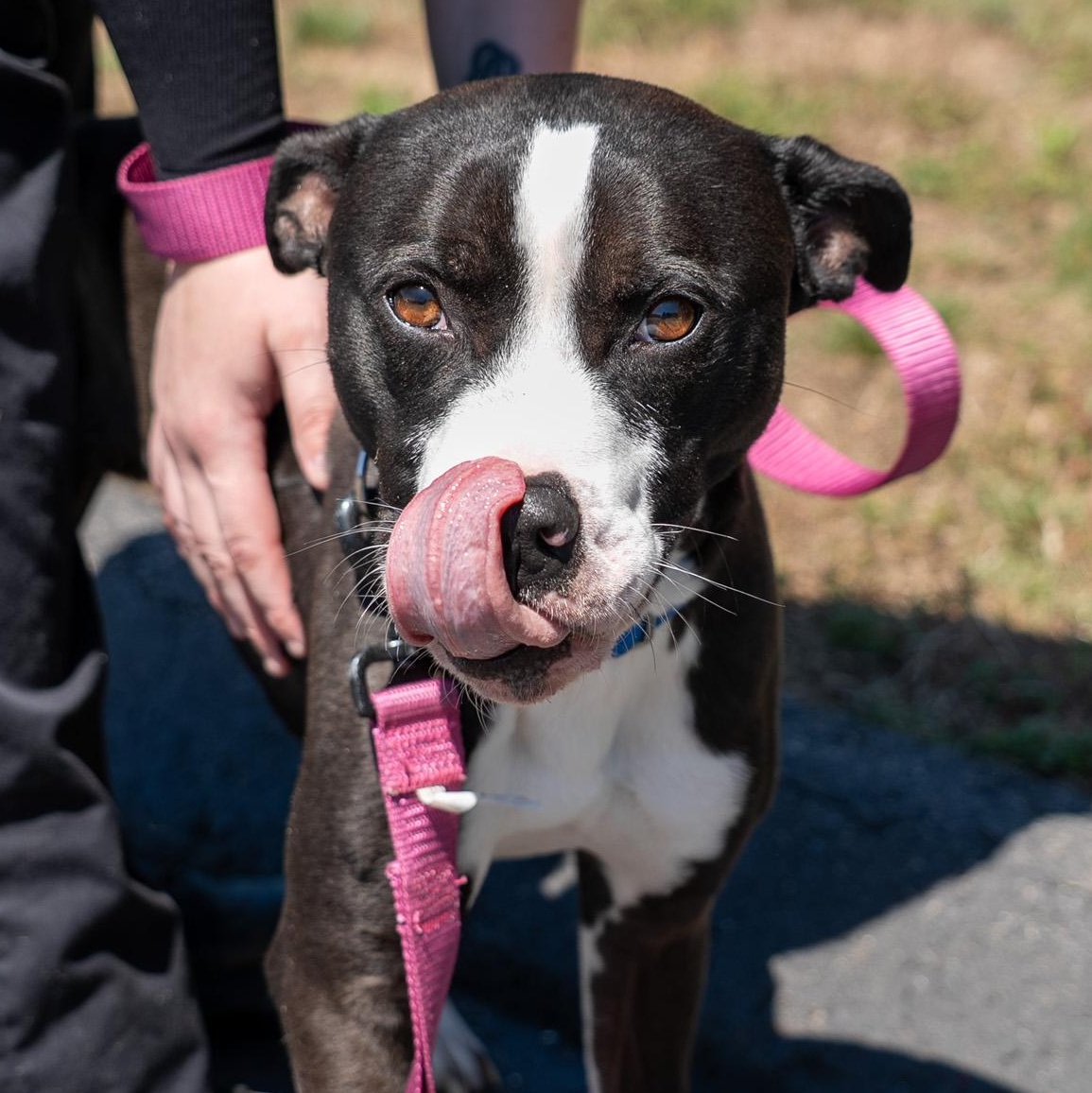 Rex, ADOPTABLE, Young Male Pit Bull Terrier.