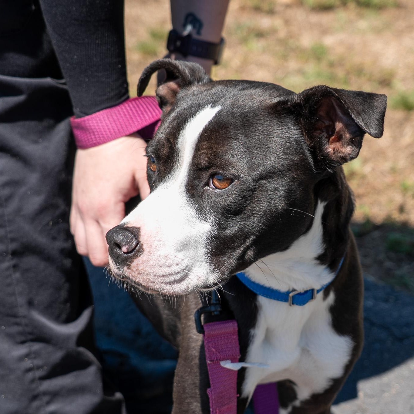 Rex, a ADOPTABLE mixed breed in King George, VA image 5/6
