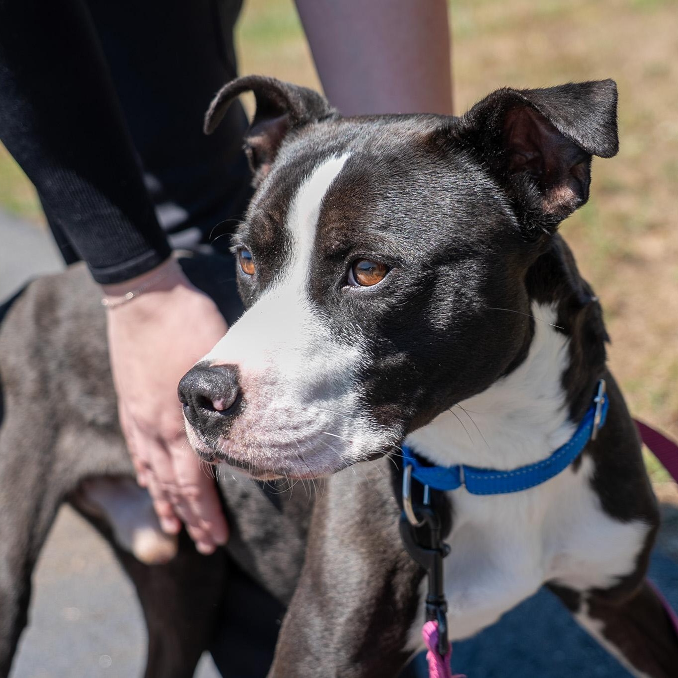 Rex, a ADOPTABLE mixed breed in King George, VA image 4/6
