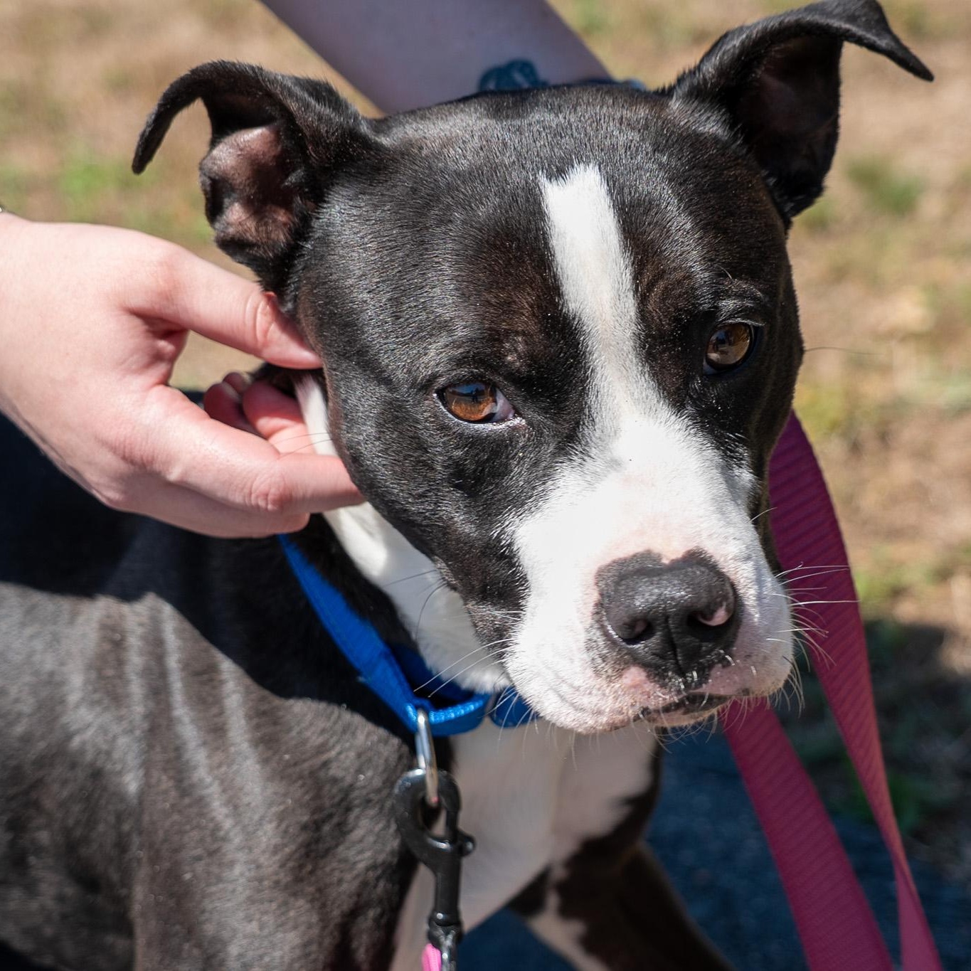 Rex, a ADOPTABLE mixed breed in King George, VA image 2/6