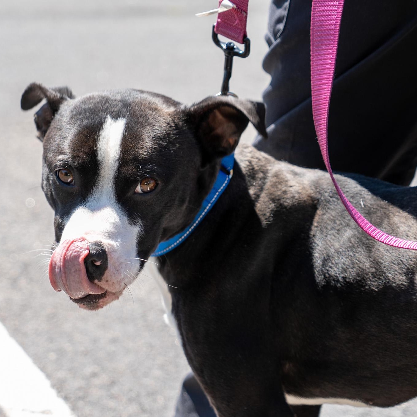 Rex, a ADOPTABLE mixed breed in King George, VA image 3/6