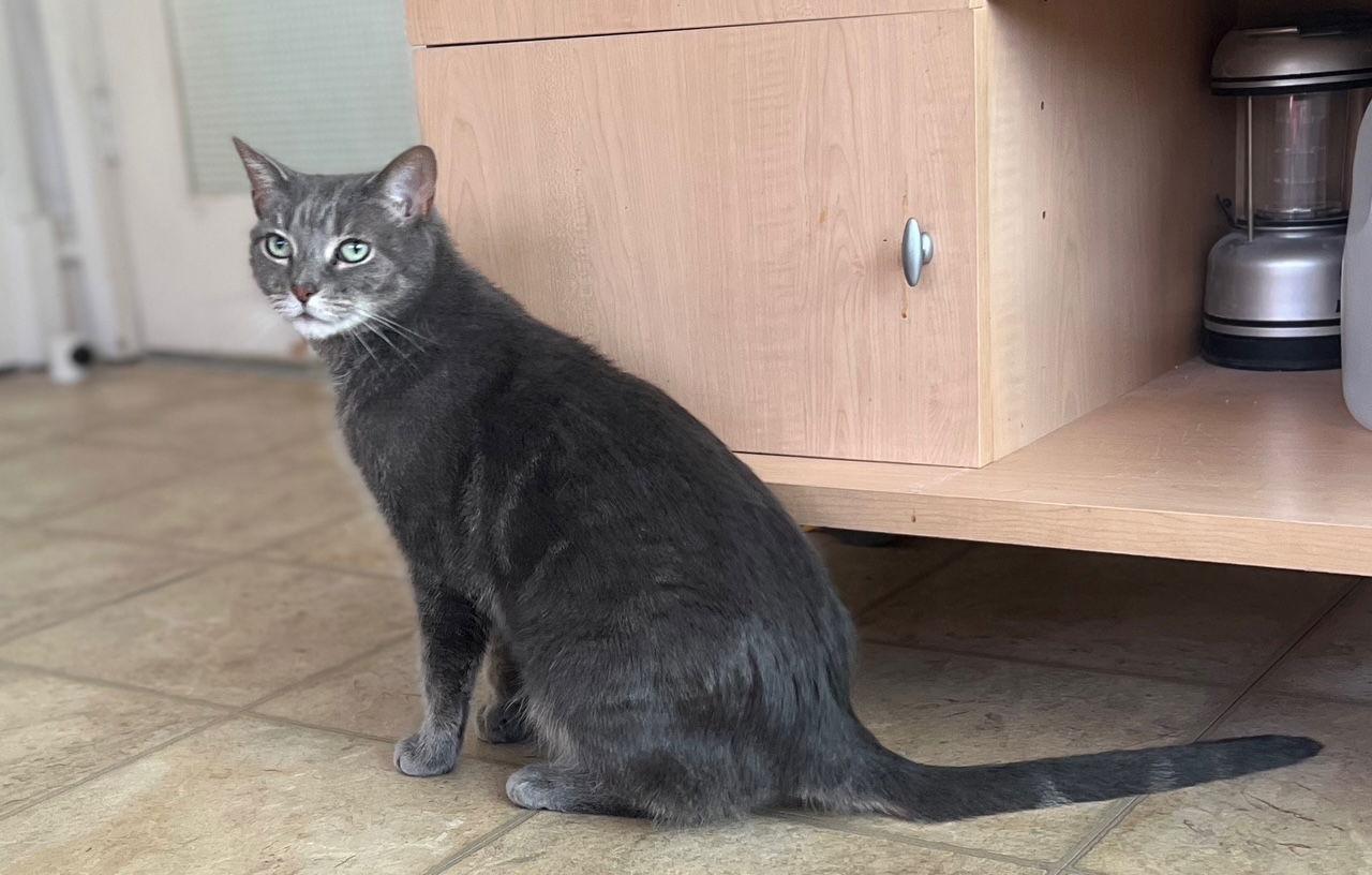 Enlarge Timmy, a Adoptable Domestic Short Hair in Lutherville, MD image 1/2