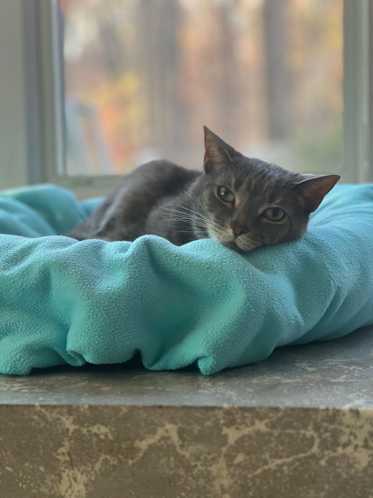 Timmy, Adoptable, Adult Male Domestic Short Hair.