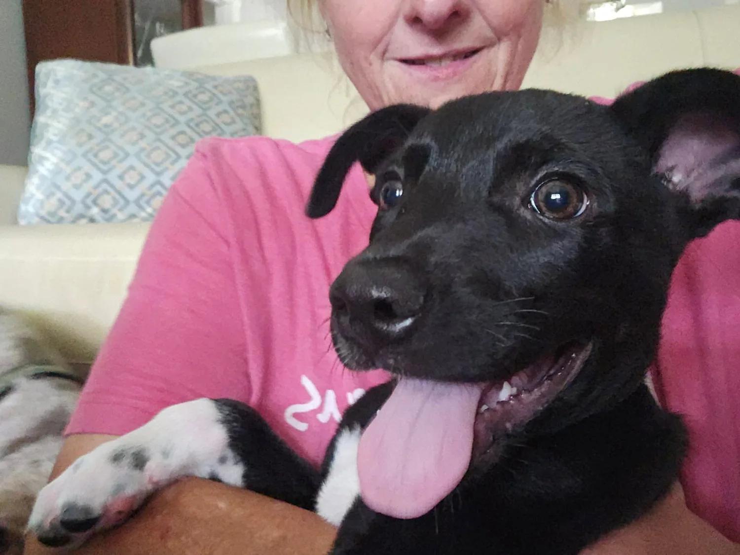 Hendrix, a ADOPTABLE mixed breed in Huntsville, AL image 2/5